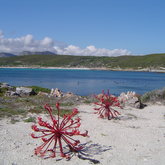 The biodiversity of Romansbaai